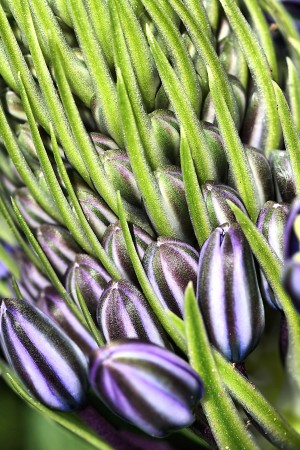 Agapanthus Flower